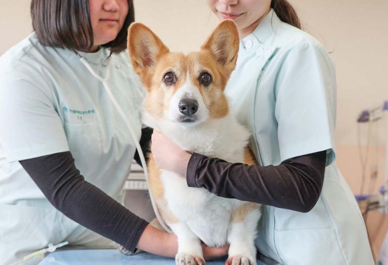 中央動物総合専門学校